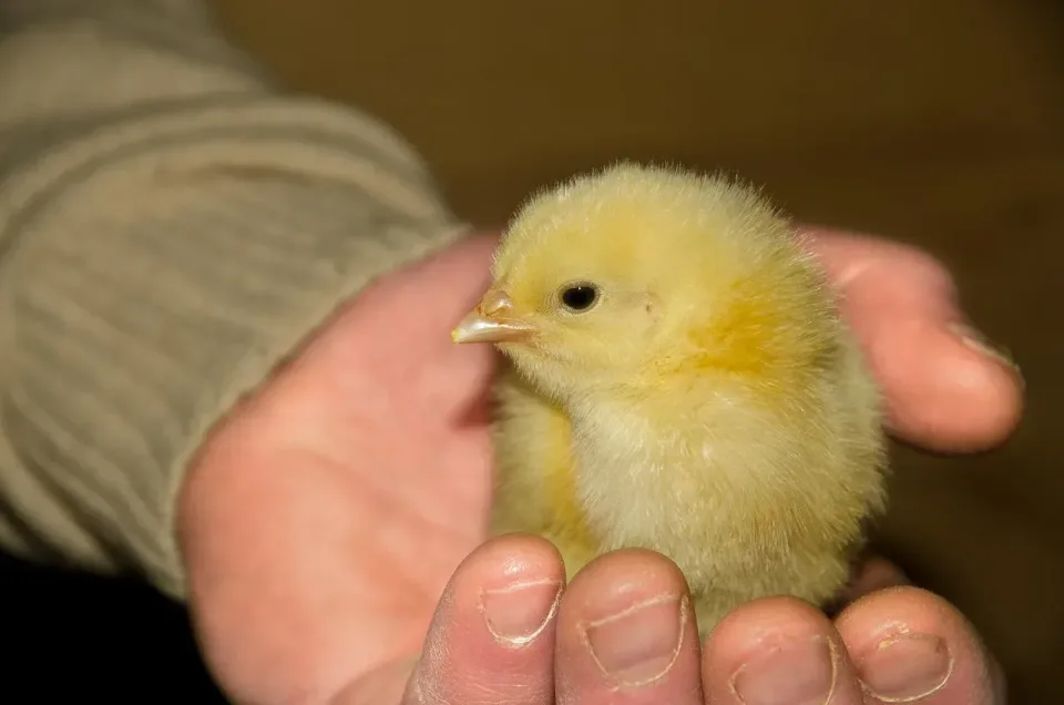 Baby Chick — Animal Baby Chick — Animal