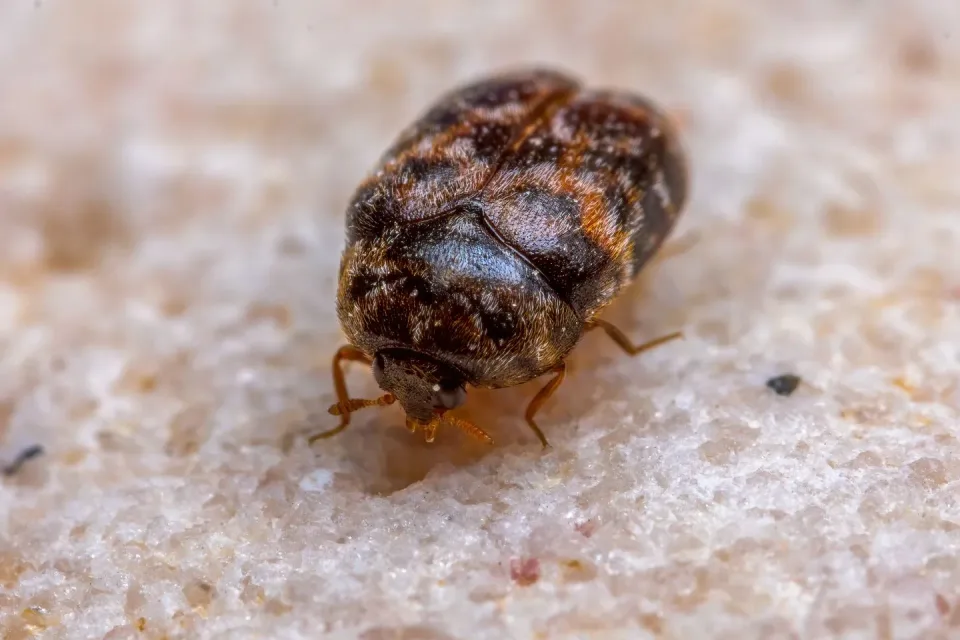 Carpet Beetle — Pest Control