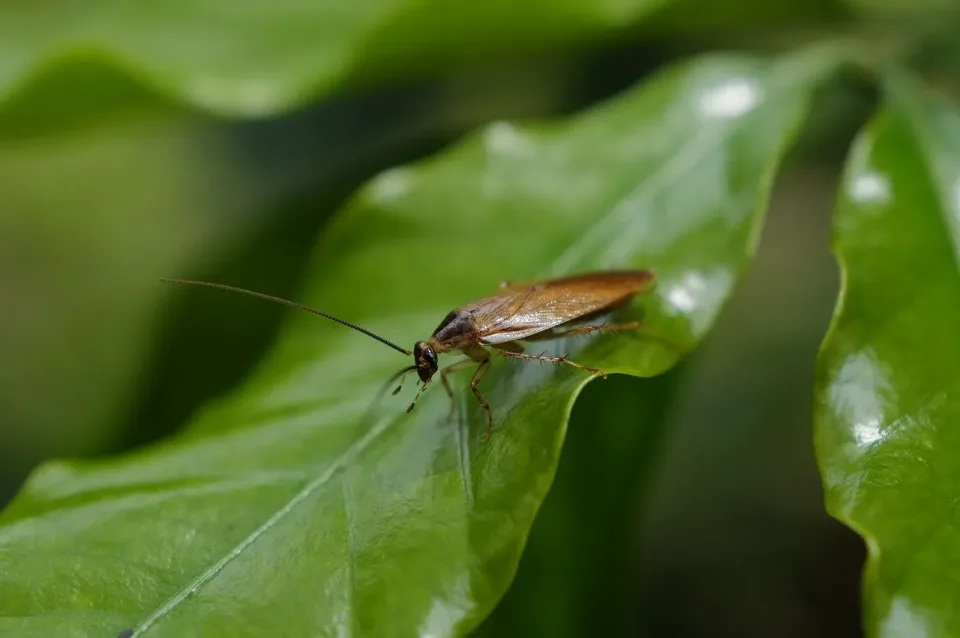 Cockroach — Pest Control