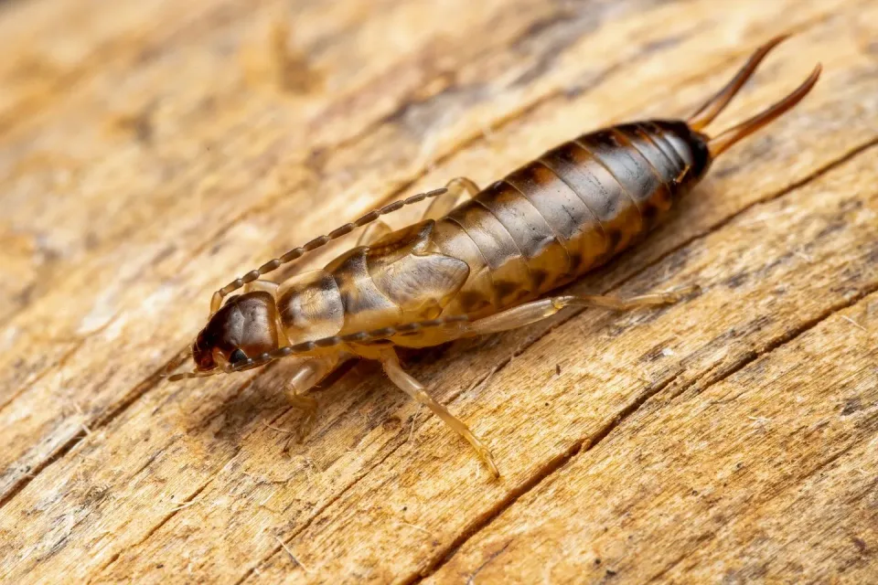 Earwig — Pest Control Earwig — Pest Control