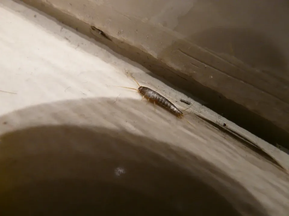 Silverfish — Pest Control